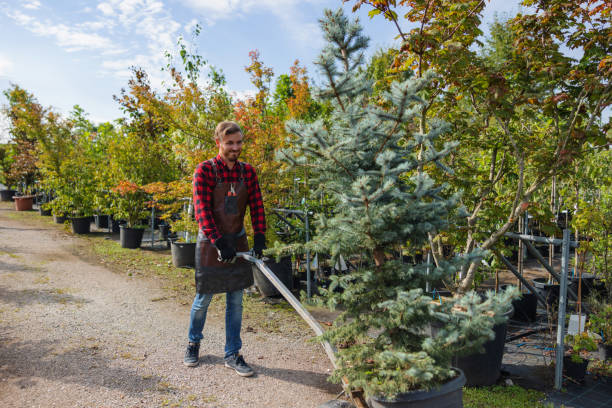 Best Tree Clearing Services  in Prescott, AZ